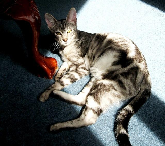 Cat MjA4NjA3Nw