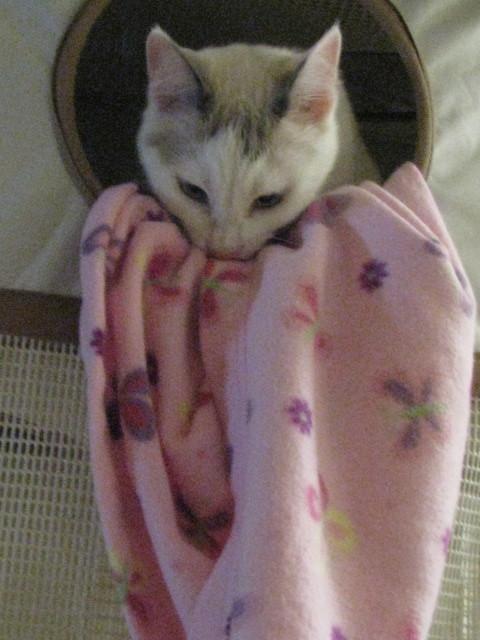 Cat MjA4NzU0Ng