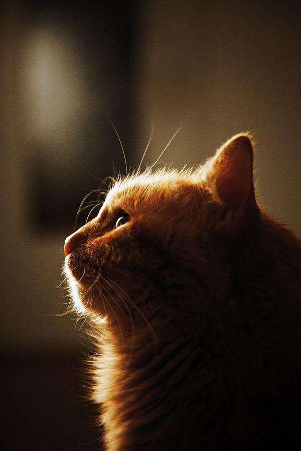 Cat MjA4Nzc3OA