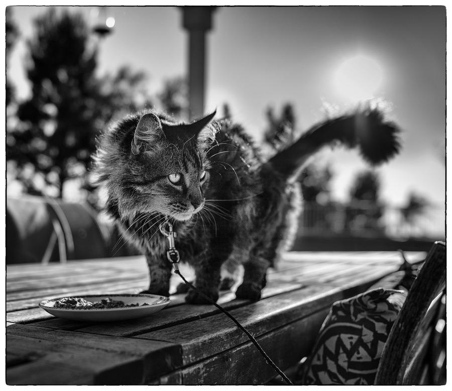Cat MjA4ODM4NA