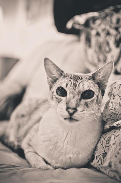 Cat MjA4ODk0Nw