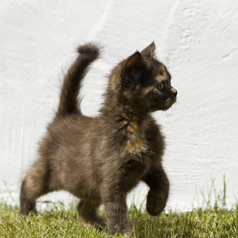 Cat MjAwMDc1MQ
