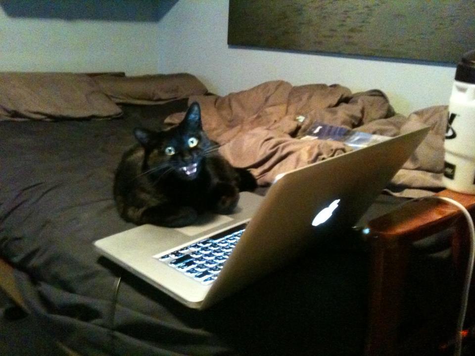 Cat MjAwMzEwMA