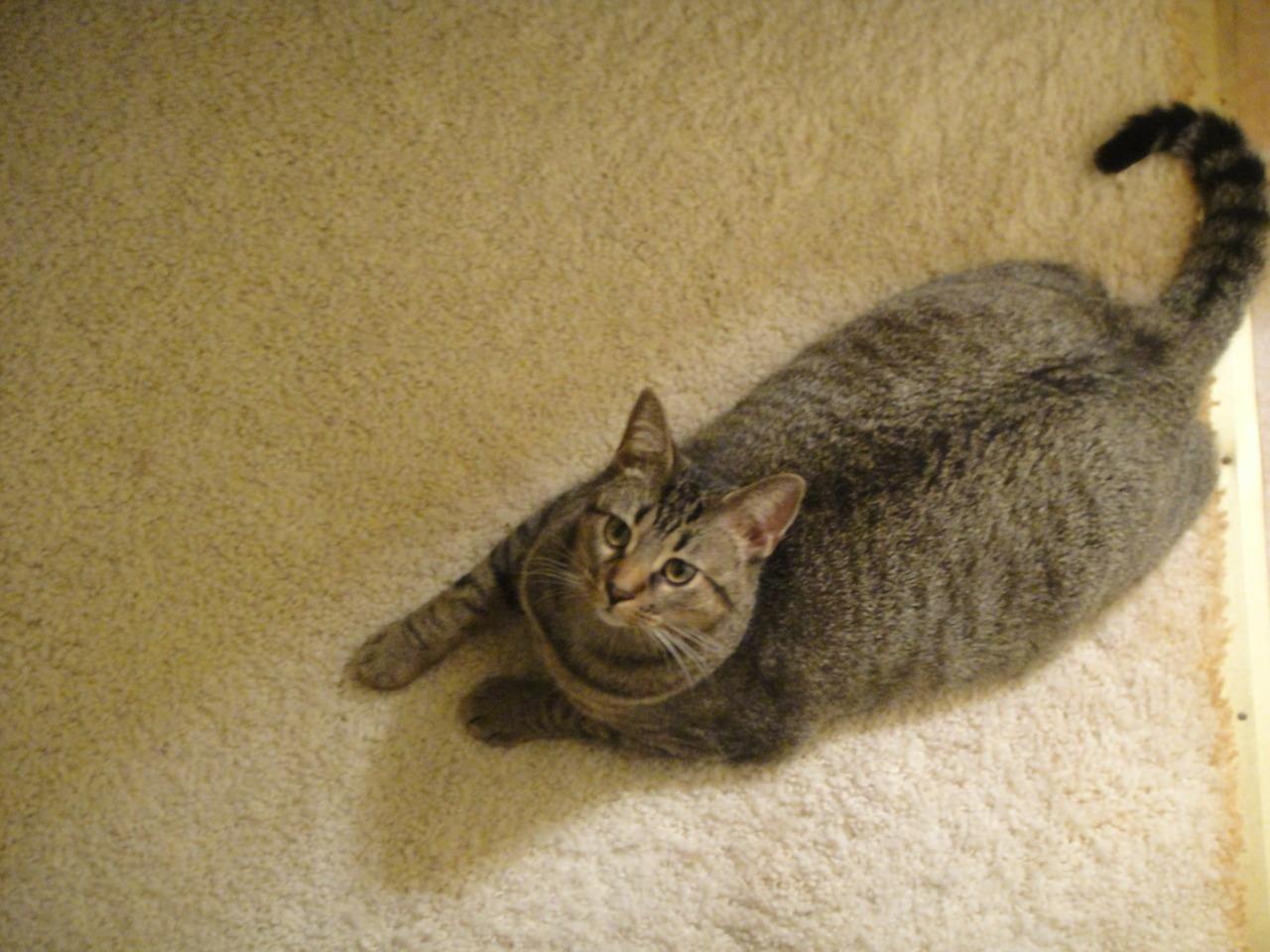 Cat MjAwNjAwMQ