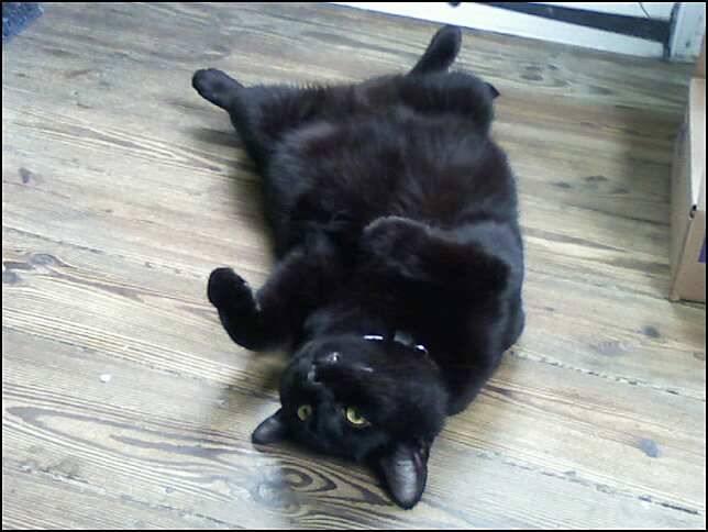 Cat MjAwNjMwMw