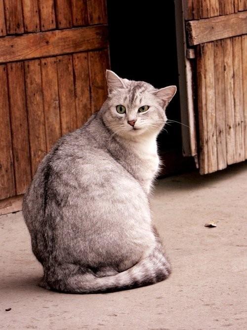 Cat MjAwNjc3OA