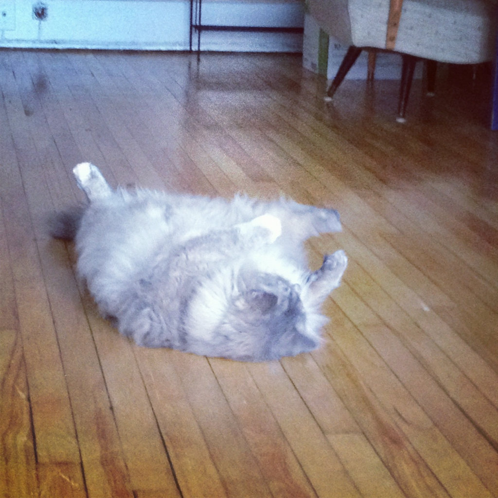 Cat MjAwOTE2NA