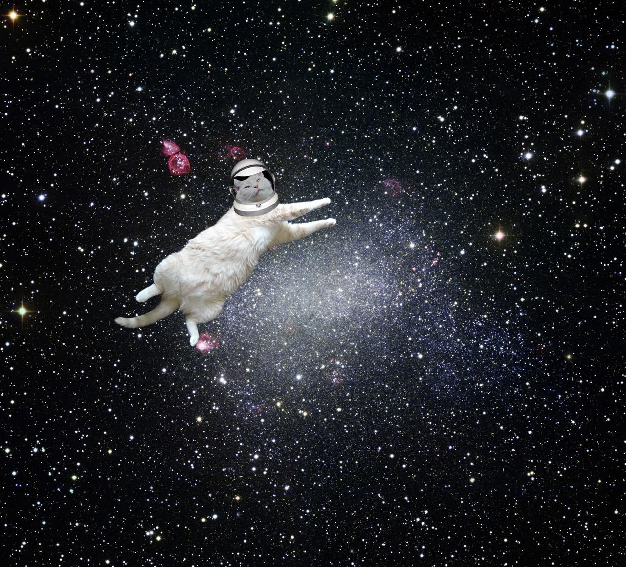 Cat MjAwOTIxNA