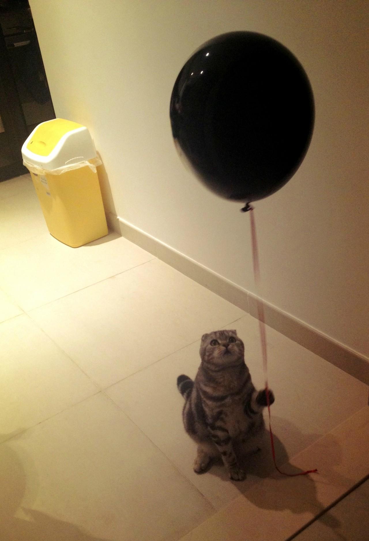 Cat MjAwOTU5OQ