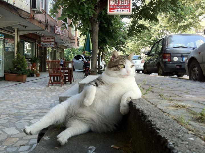Cat MjAxMDc4OA