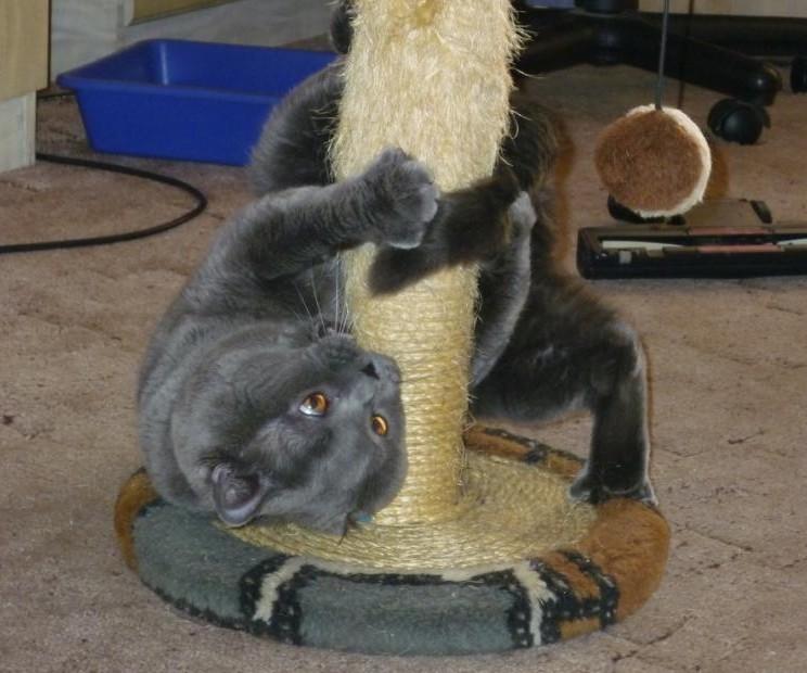 Cat MjAxMjkwMg