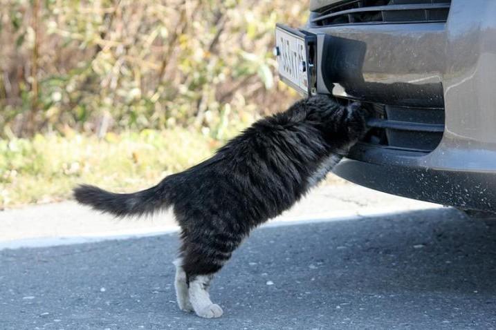 Cat MjAxMzk4OQ