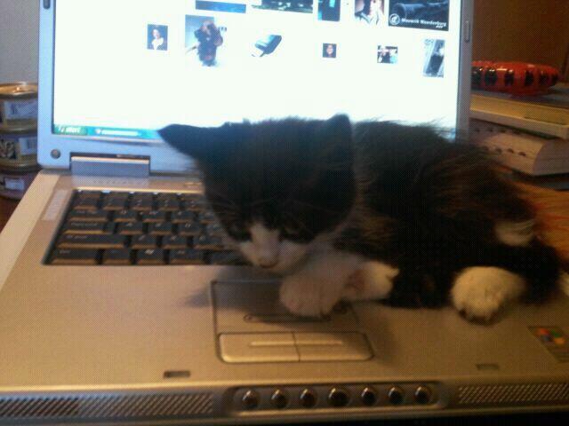 Cat MjAxNTU5MA