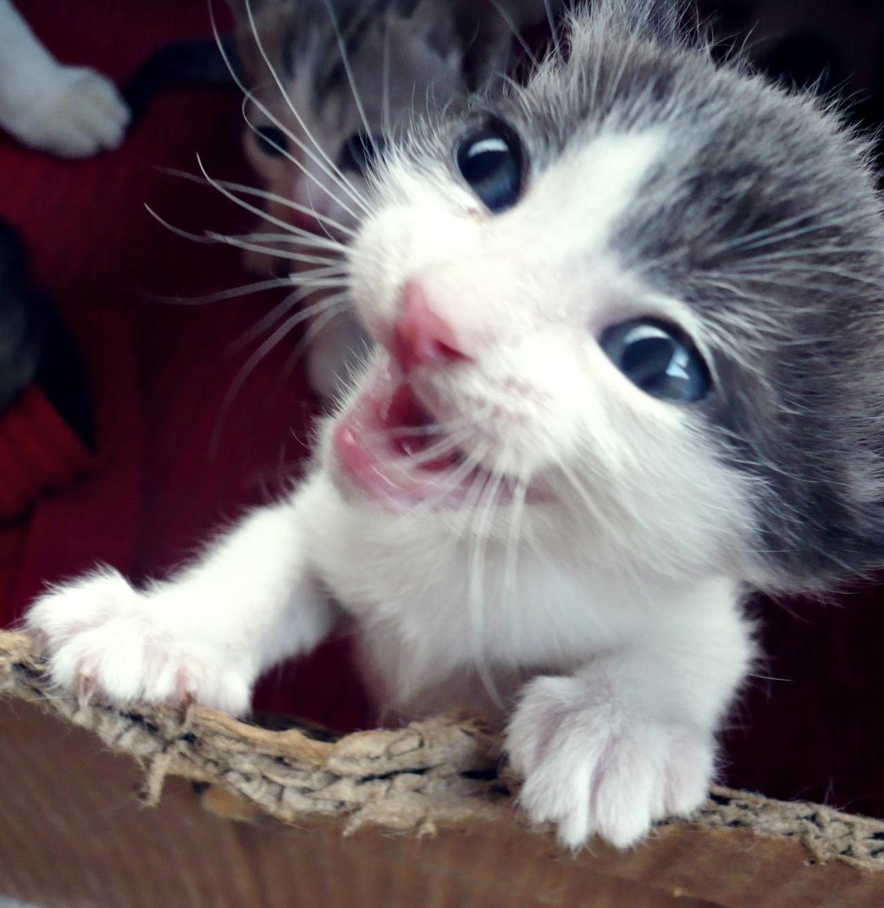 Cat MjAxNzczOQ