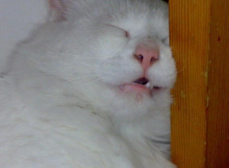 Cat MjAxODkyMQ