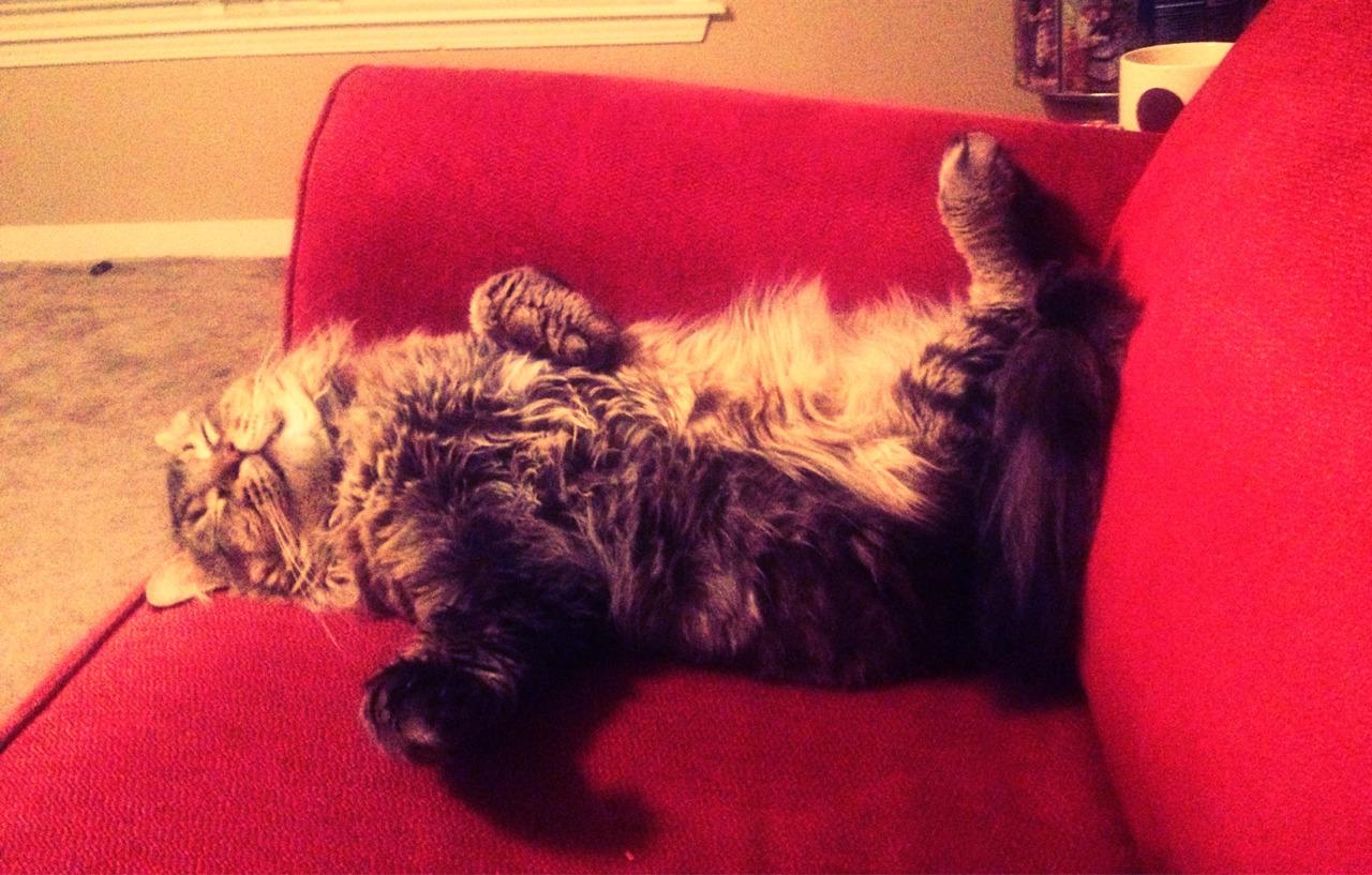 Cat MjAxOTczNA