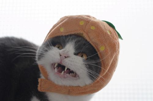 Cat MjAxOTgyNQ