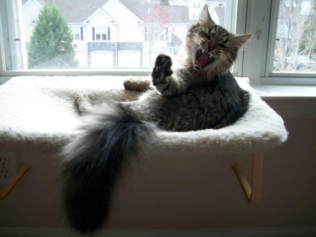 Cat MjAyMTUwNA