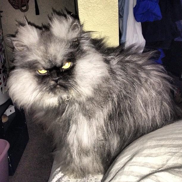 Cat MjAyMTcyNg