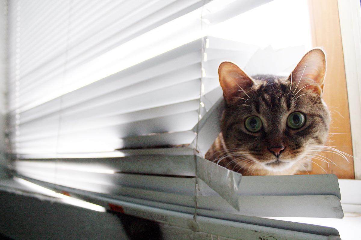 Cat MjAyMTk2MQ