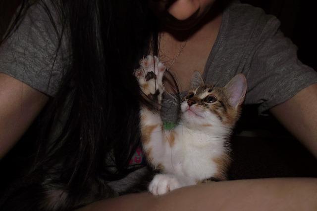 Cat MjAyMjk3OQ