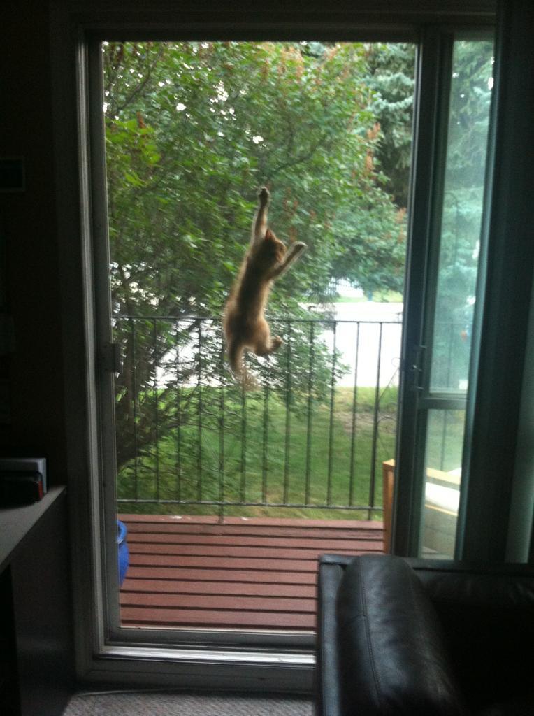 Cat MjAyMzkzMQ