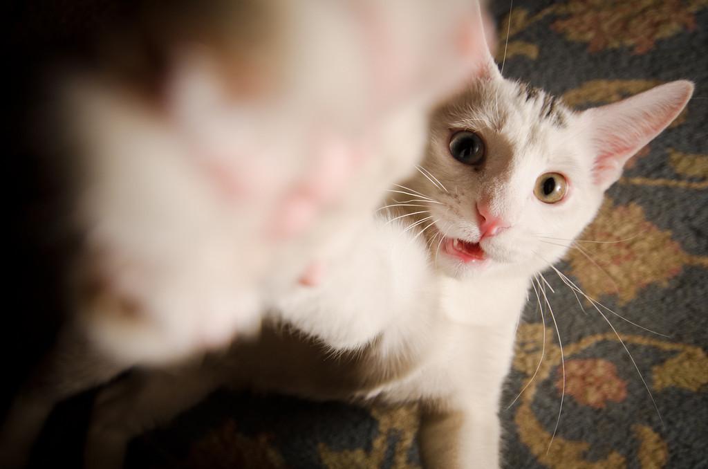 Cat MjAyNDIwOQ