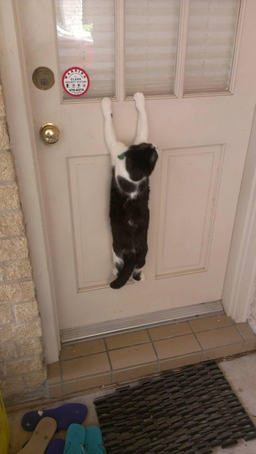Cat MjAyNTQ0OQ