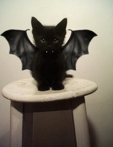Cat MjAyNjIzNA