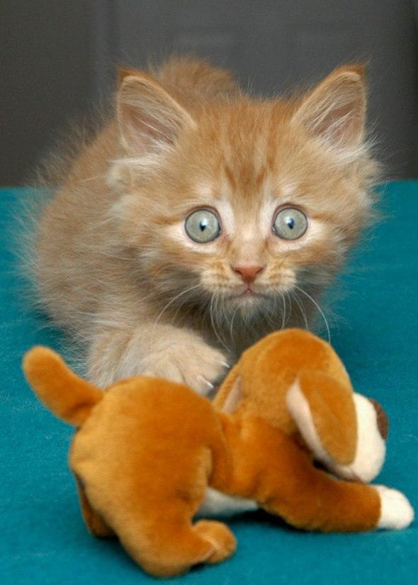 Cat MjAyNjQxMQ