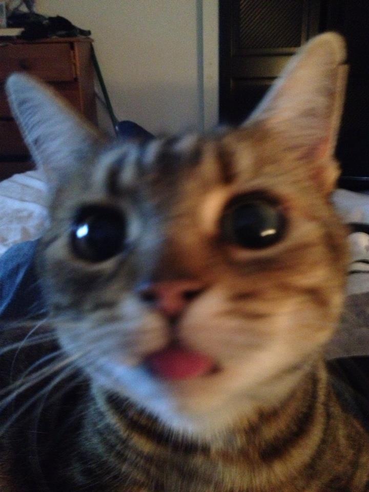 Cat MjAyNzA2Ng