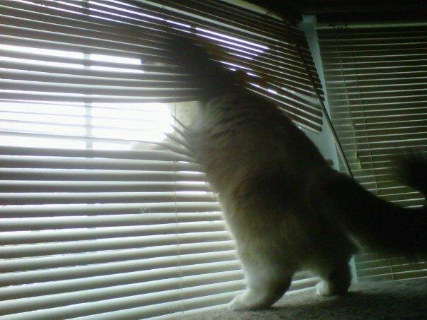 Cat MjAyOTI2Ng