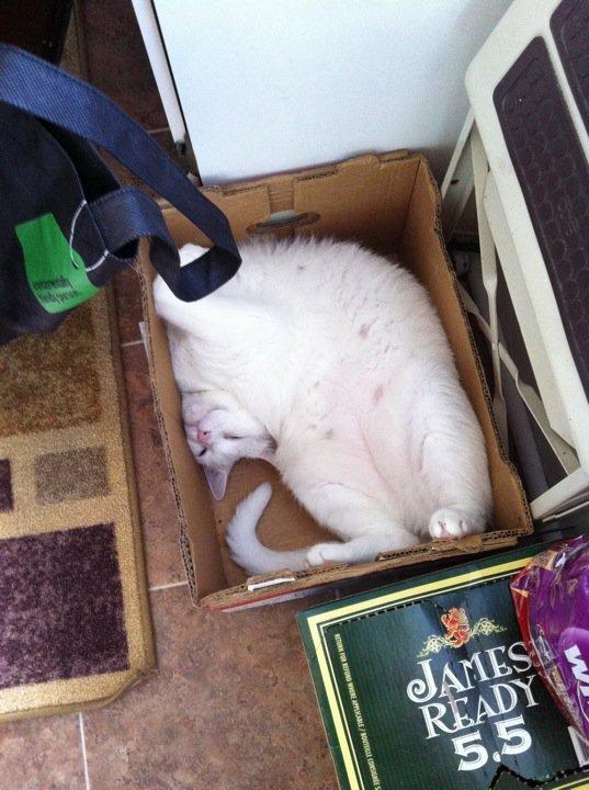 Cat MjAyOTM5Ng