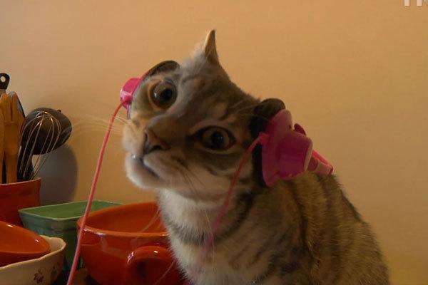 Cat MjAzMDk0Mw