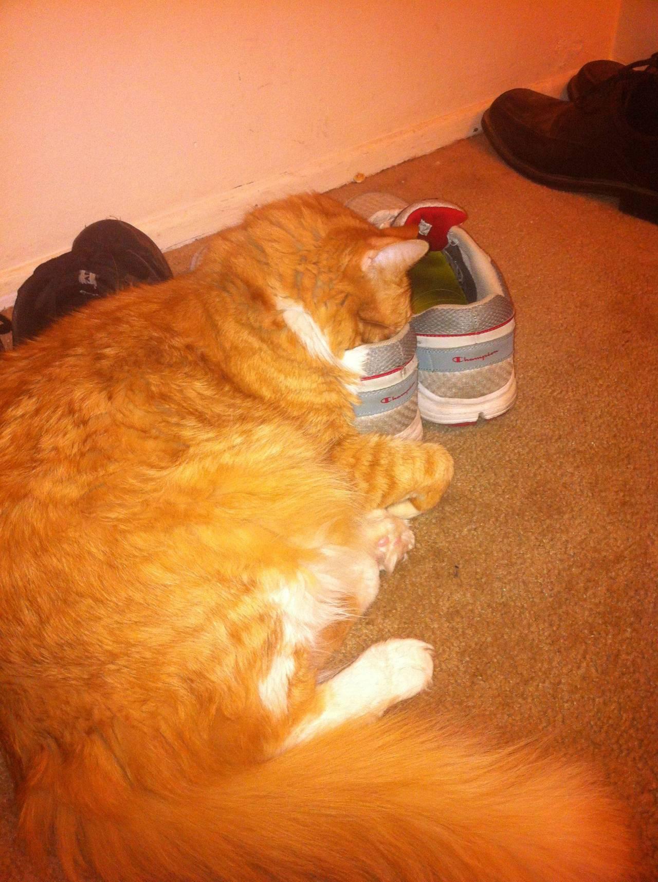 Cat MjAzMTMwNw