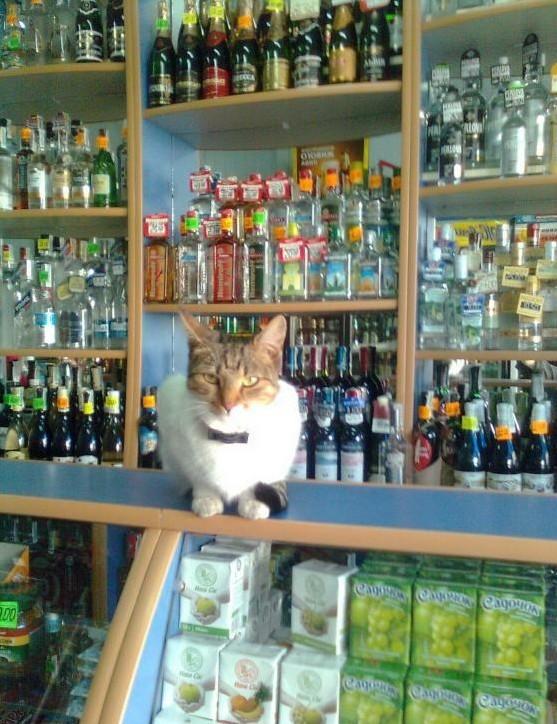Cat MjAzMjY3MQ