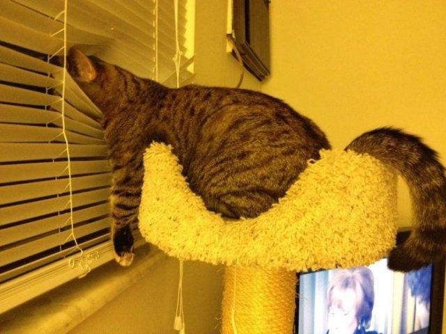 Cat MjAzMzYwMQ