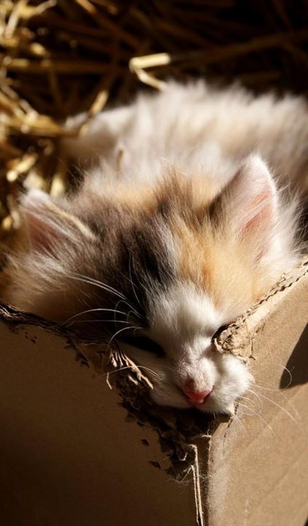 Cat MjAzNDQwMA