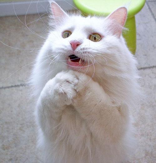 Cat MjAzODI4OQ