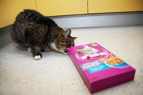 Cat MjAzOTM4Mg
