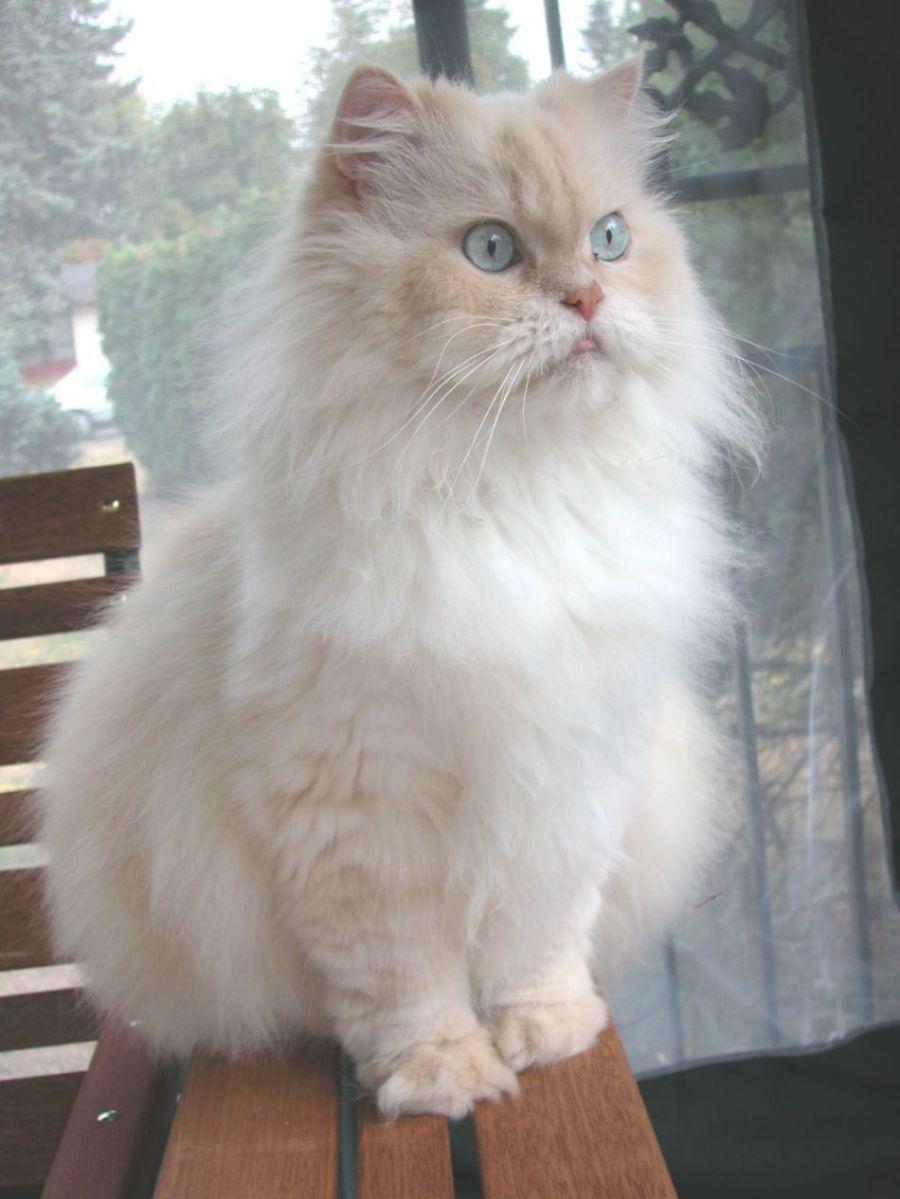 Cat MjEa4UzfB