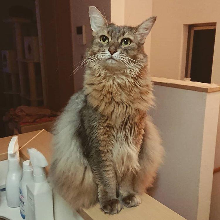 Cat MuIB88nqJ
