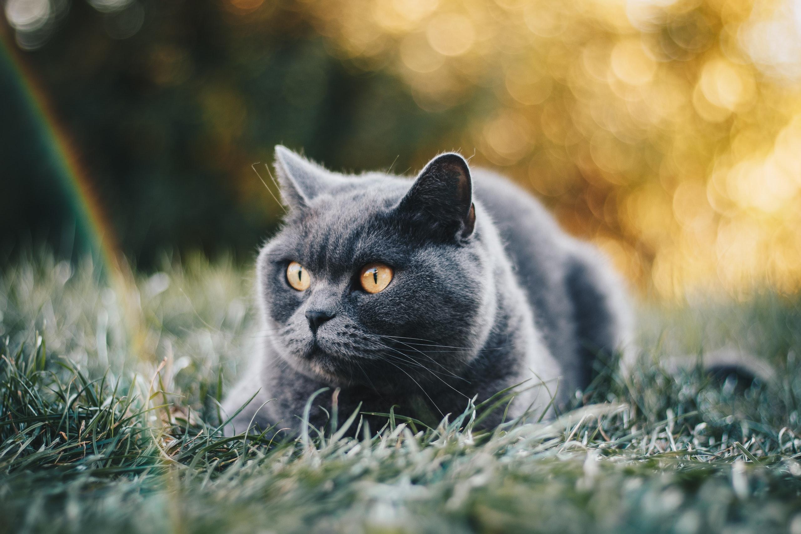 Cat N8bl5RjPG