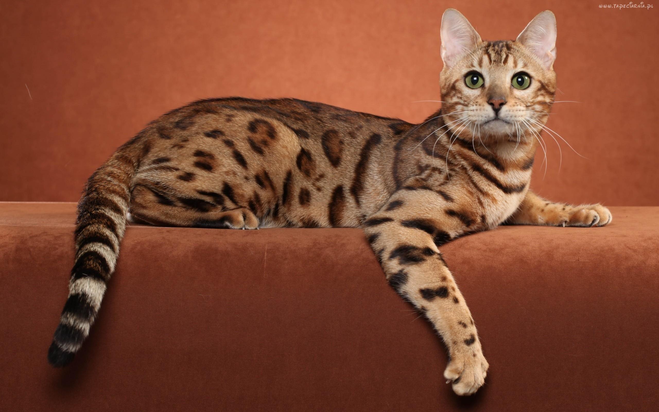 Cat NZ_C9Edot
