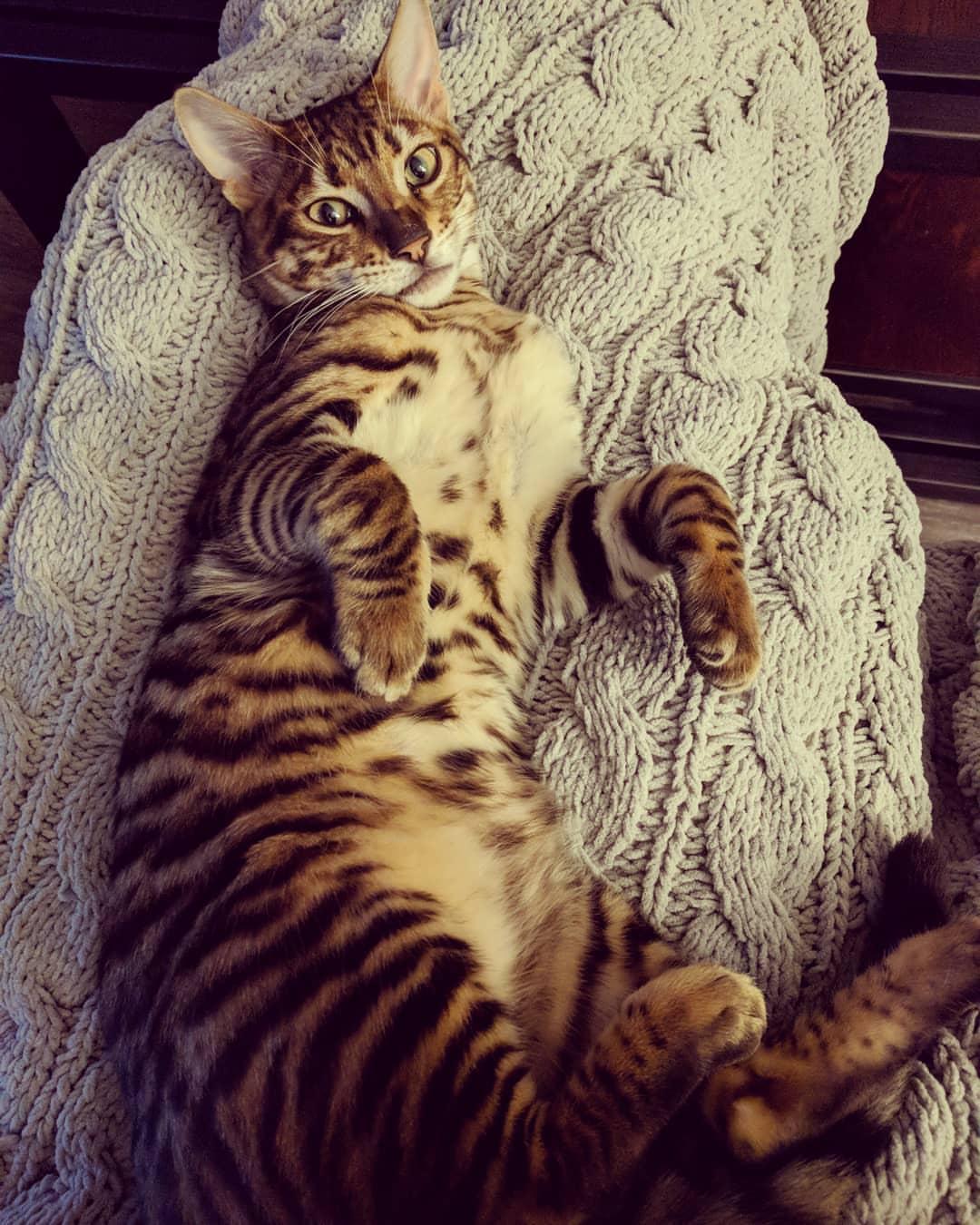 Cat NoQGHgPl7