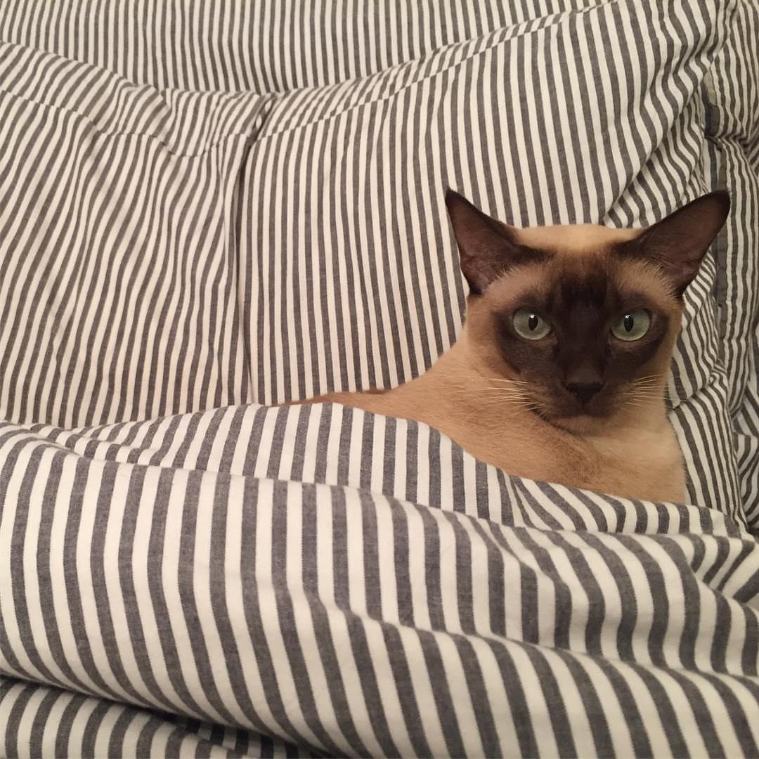 Cat NuSl1fmU9