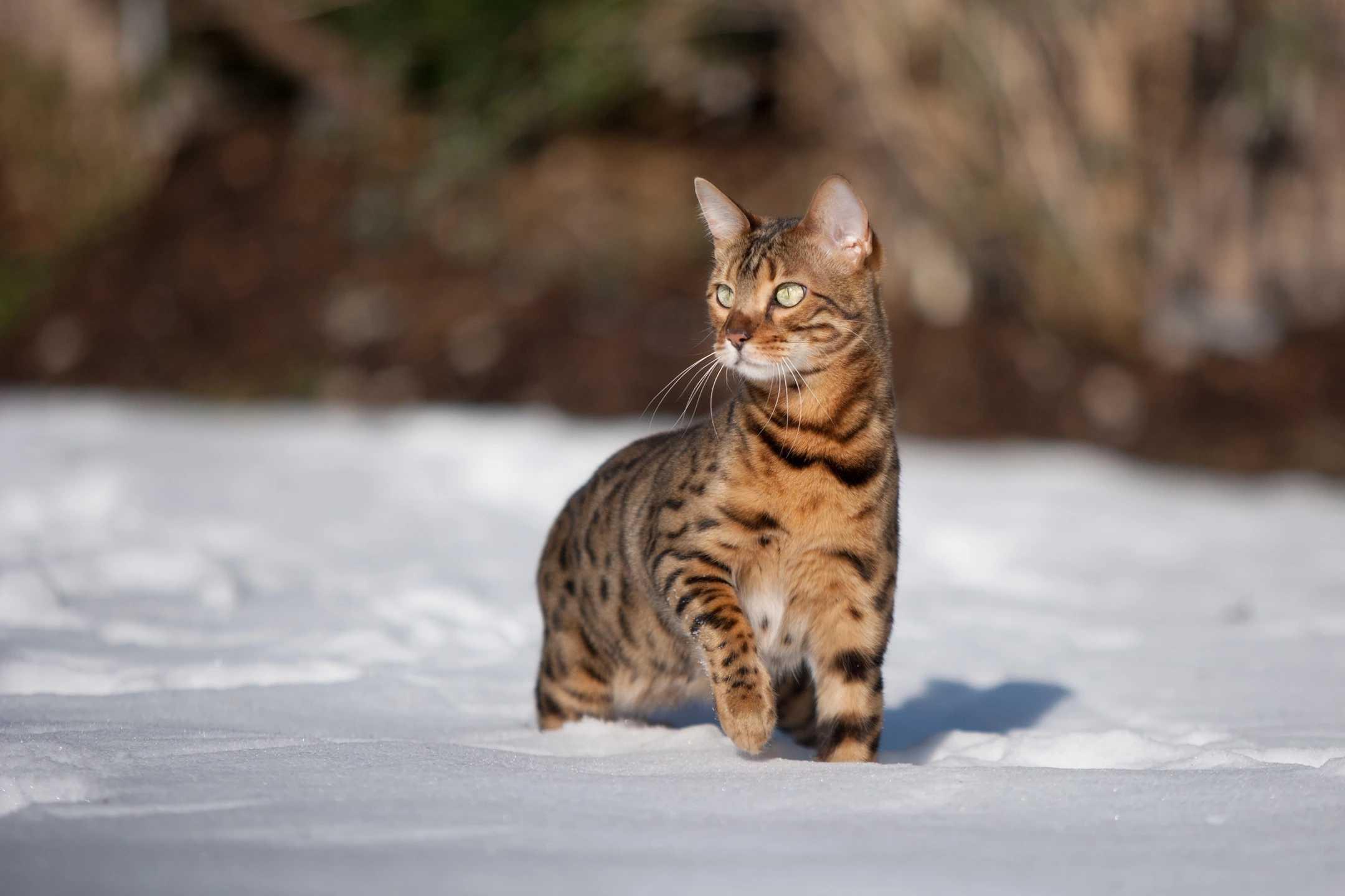 Cat NwMUoJYmT