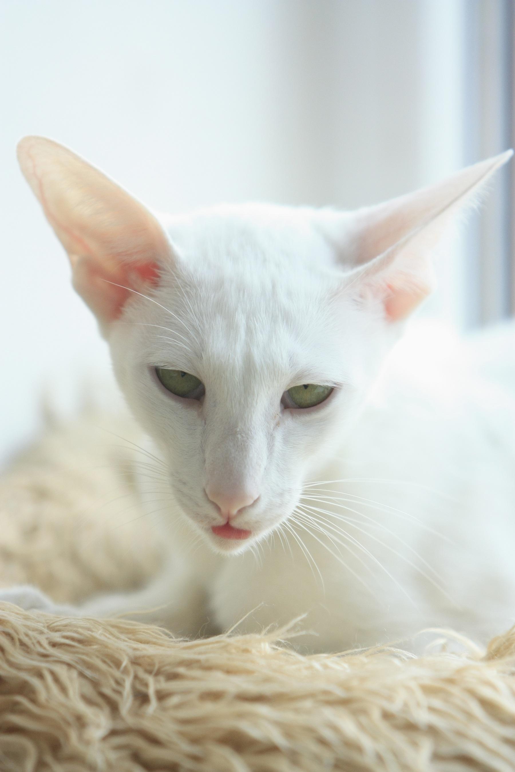 Cat O1X8xKt_H
