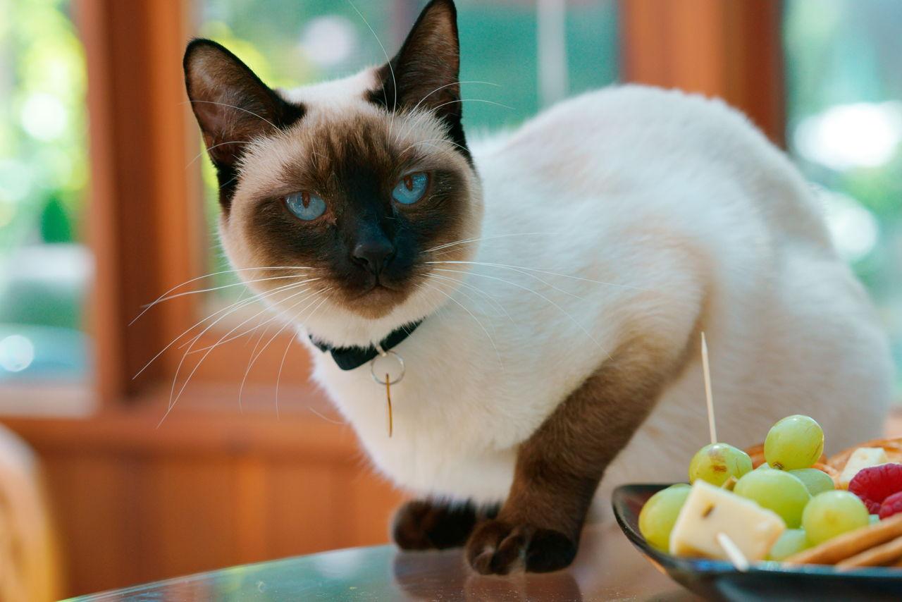 Cat O2Xx5d4rV