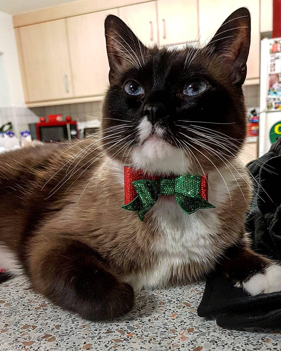 Cat O4yjcTJOh